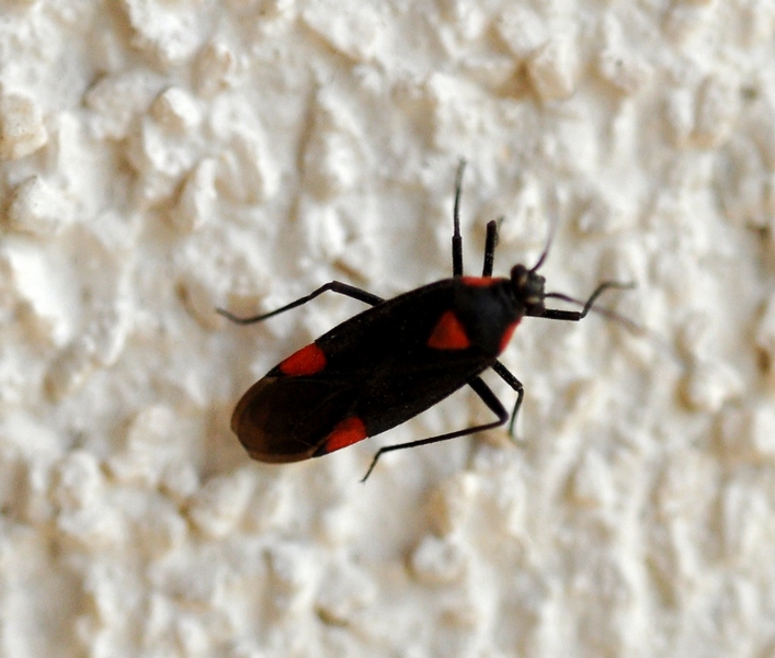 Heteroptera Miridae